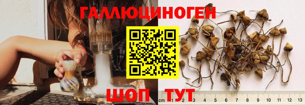 Псилоцибиновые грибы MAGIC MUSHROOMS  как найти закладки  Донской  Вход с VPN 